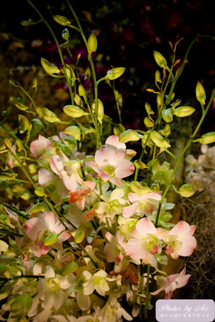 IMG_0509