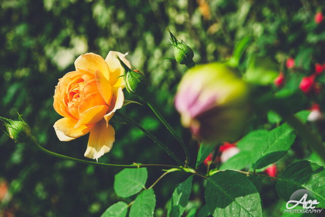 SAM_2636