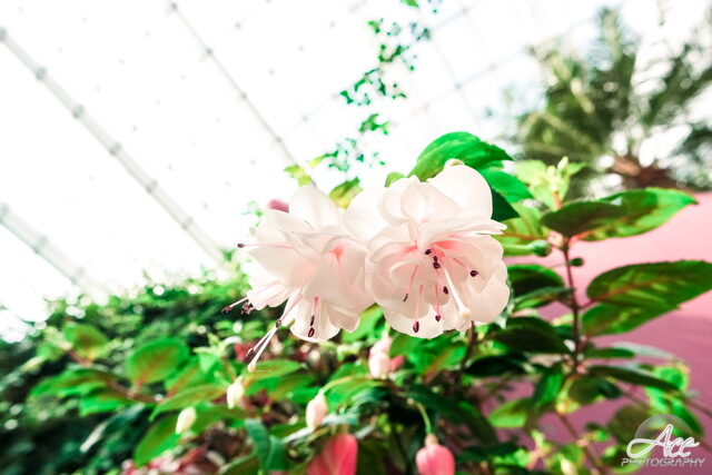SAM_2627