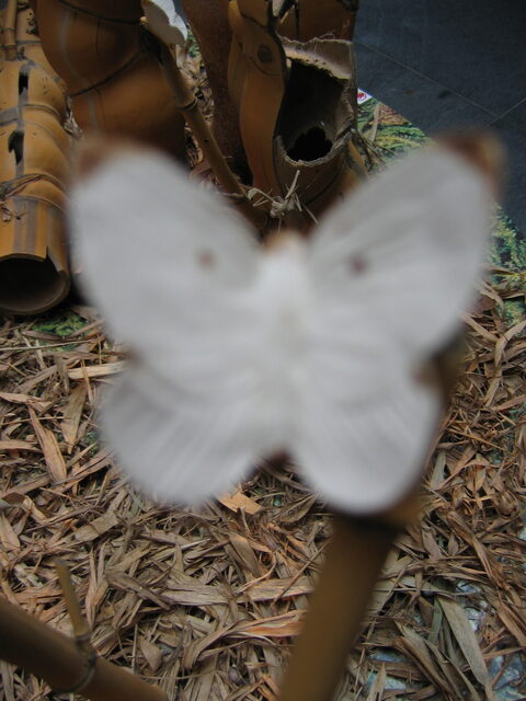 taiwan 2008-09 116