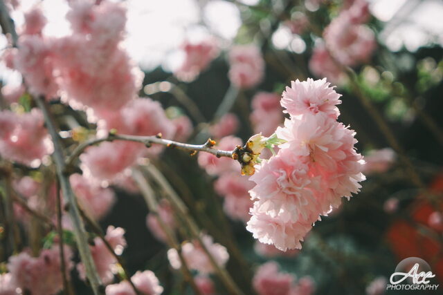 SAM_2606