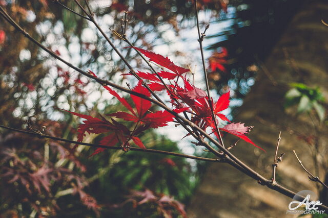 SAM_2623