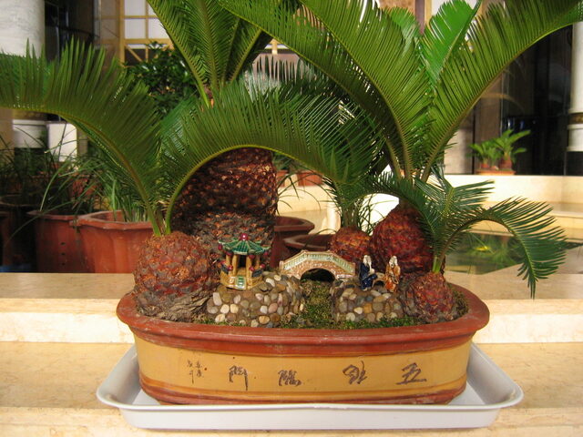 照片 (520)